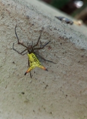 Micrathena crassispina