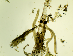 Spirostomum ambiguum