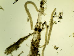 Spirostomum ambiguum