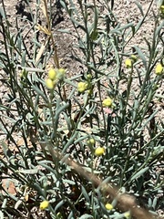 Thamnosma texana
