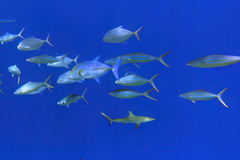Carcharhinus amblyrhynchos