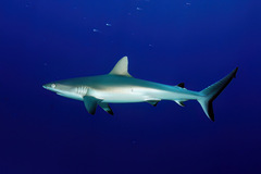 Carcharhinus amblyrhynchos