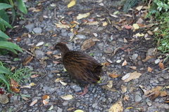 Gallirallus australis