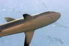 Carcharhinus amblyrhynchos