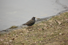 Sturnus vulgaris
