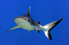 Carcharhinus amblyrhynchos