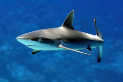 Carcharhinus amblyrhynchos