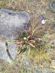Aloe greatheadii davyana