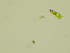 Euglena