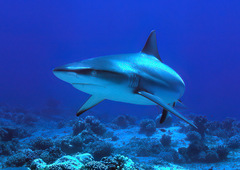 Carcharhinus amblyrhynchos