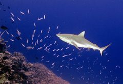 Carcharhinus amblyrhynchos