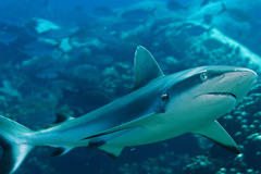 Carcharhinus amblyrhynchos