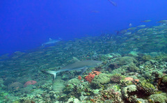 Carcharhinus amblyrhynchos