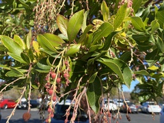 Arbutus × andrachnoides