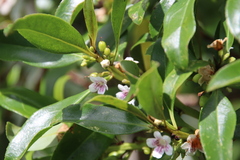 Myoporum insulare
