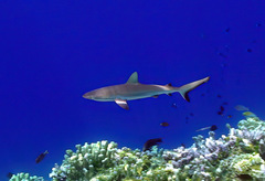 Carcharhinus amblyrhynchos