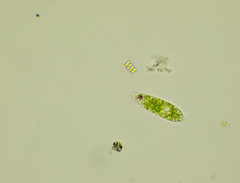 Euglena
