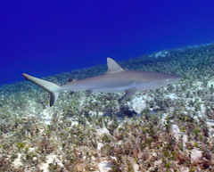 Carcharhinus amblyrhynchos