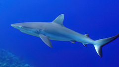 Carcharhinus amblyrhynchos