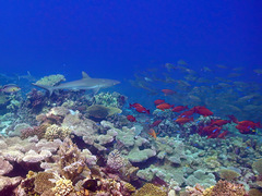 Carcharhinus amblyrhynchos