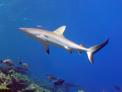 Carcharhinus amblyrhynchos