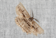 Scioglyptis chionomera