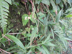 Begonia hirtella