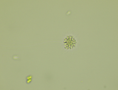 Anthophysa vegetans