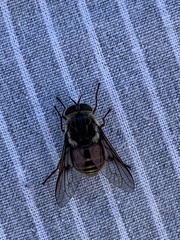 Scaptia auriflua