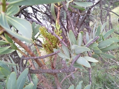 Protea witches broom phytoplasma