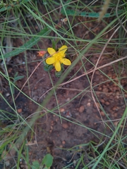 Hypericum aethiopicum