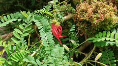 Clianthus puniceus