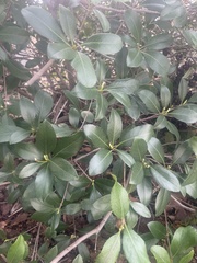 Laurelia sempervirens