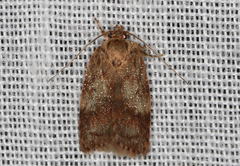 Oligoloba severa