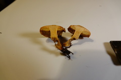 Suillus cothurnatus