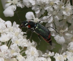 Clanoptilus assimilis