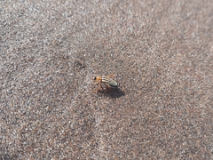 Chauliognathus scriptus