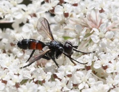 Cylindromyia pusilla