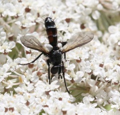 Cylindromyia pusilla