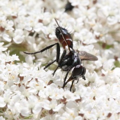 Cylindromyia pusilla