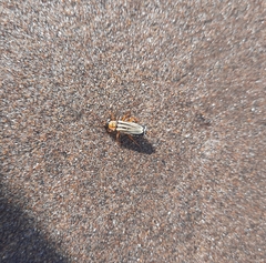 Chauliognathus scriptus