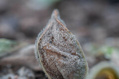 Botrytis tulipae
