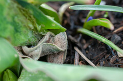 Botrytis tulipae