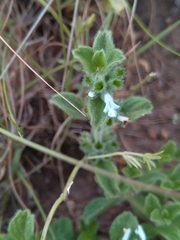 Dyschoriste setigera