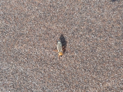 Chauliognathus scriptus