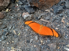 Dryas iulia alcionea