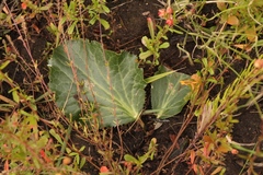 Lichtensteinia latifolia