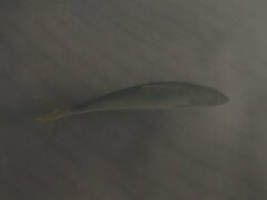 Seriola lalandi