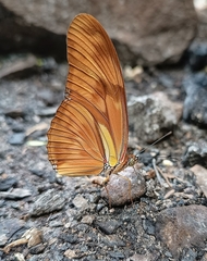 Dryas iulia alcionea
