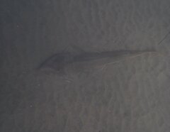 Pseudobatos productus